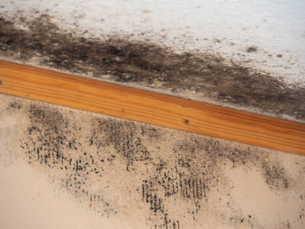 Best Mold Prevention Services  in Summerville, SC