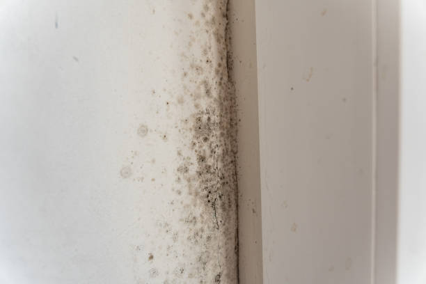 Best Commercial Mold Inspection  in Summerville, SC